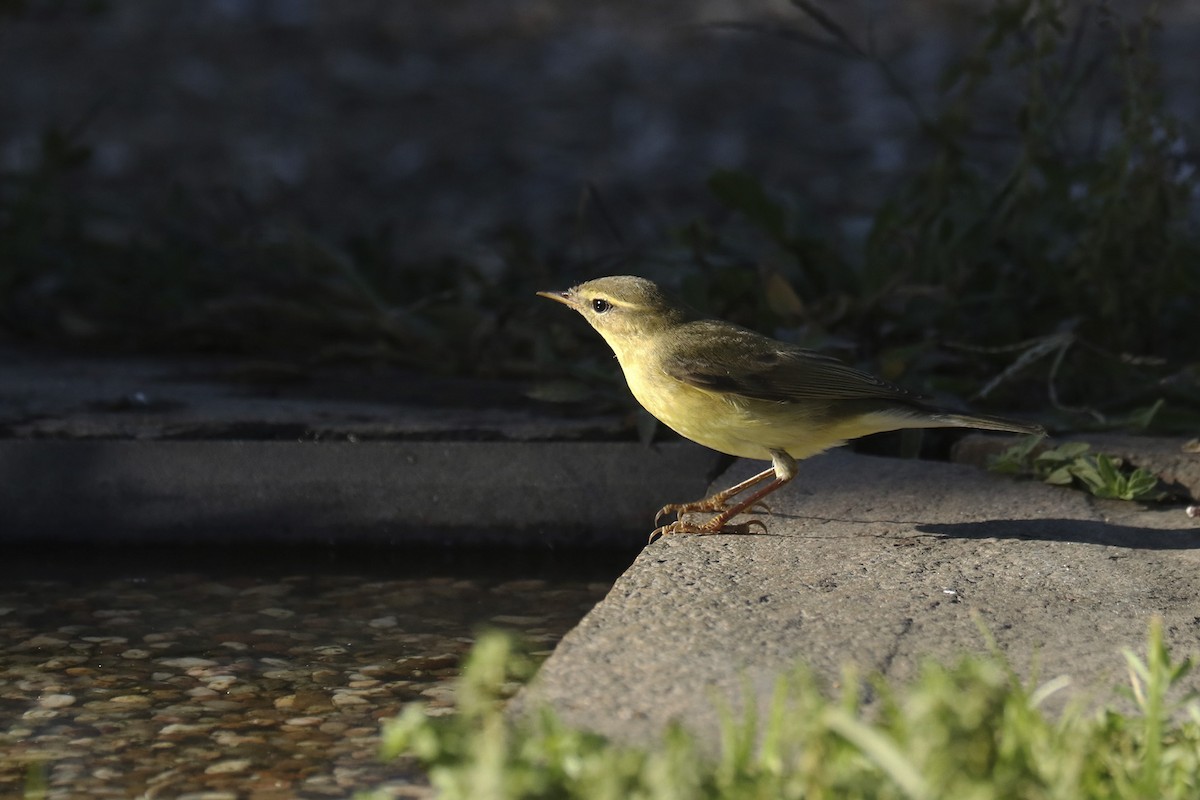 Willow Warbler - ML483338761