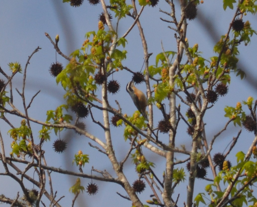 Red-breasted Nuthatch - ML48333931