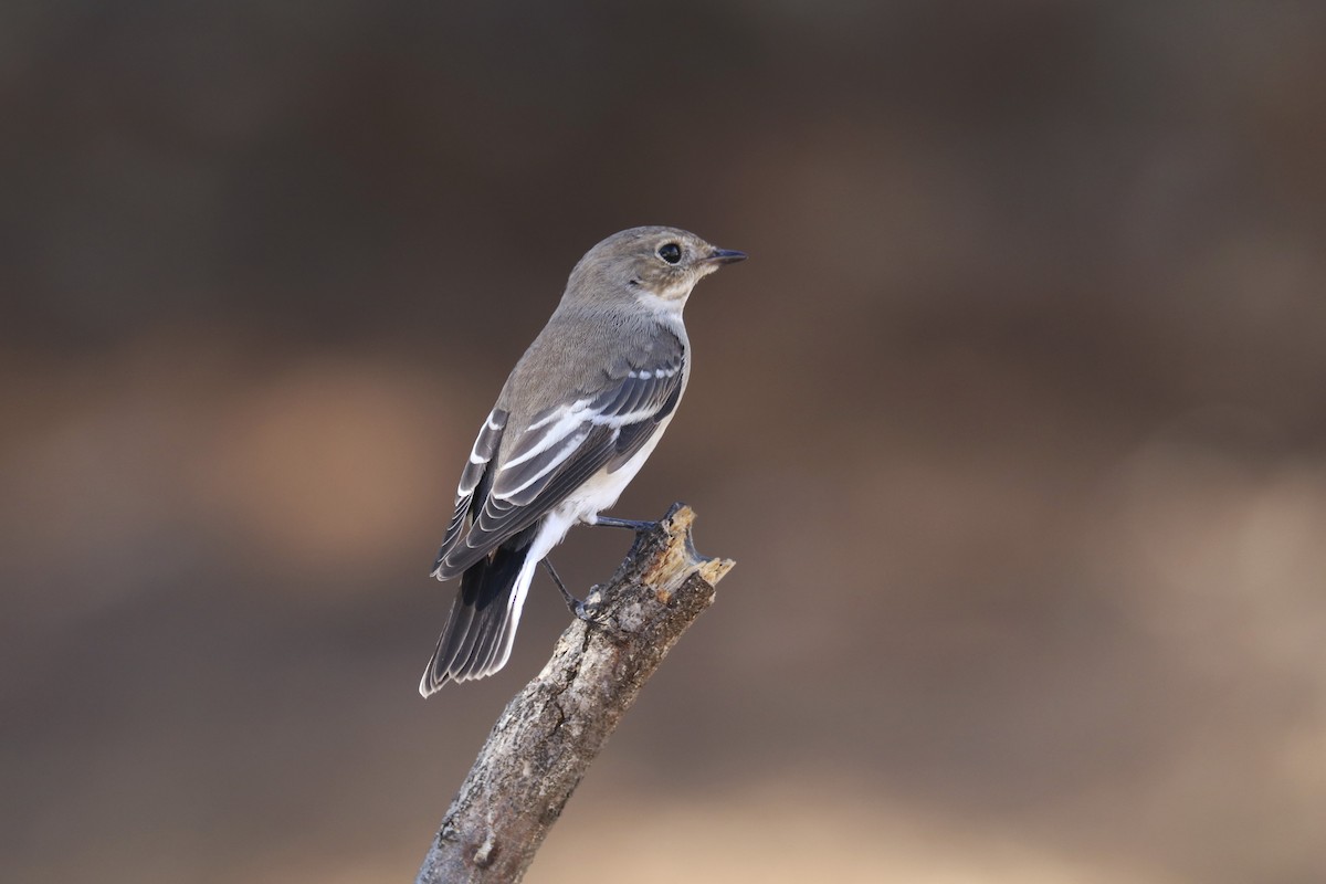 European Pied Flycatcher - Francisco Barroqueiro