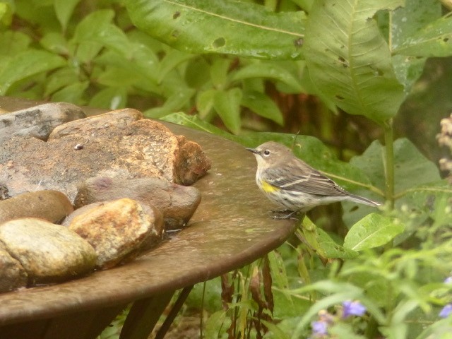 Yellow-rumped Warbler (Myrtle) - ML483340331