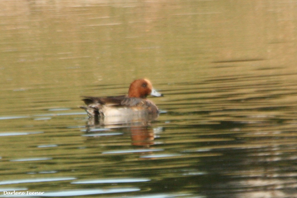 Eurasian Wigeon - ML48334061