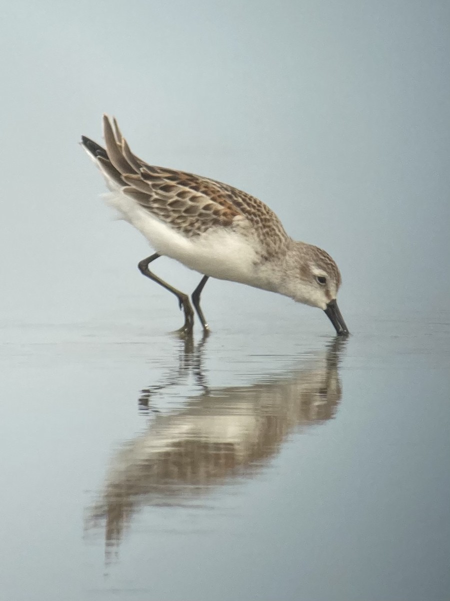 Western Sandpiper - ML483340701