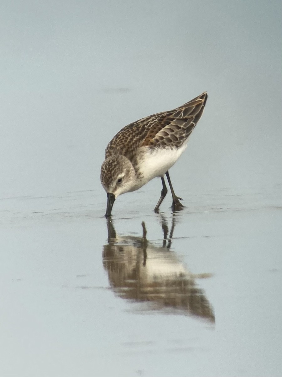 Western Sandpiper - ML483340711