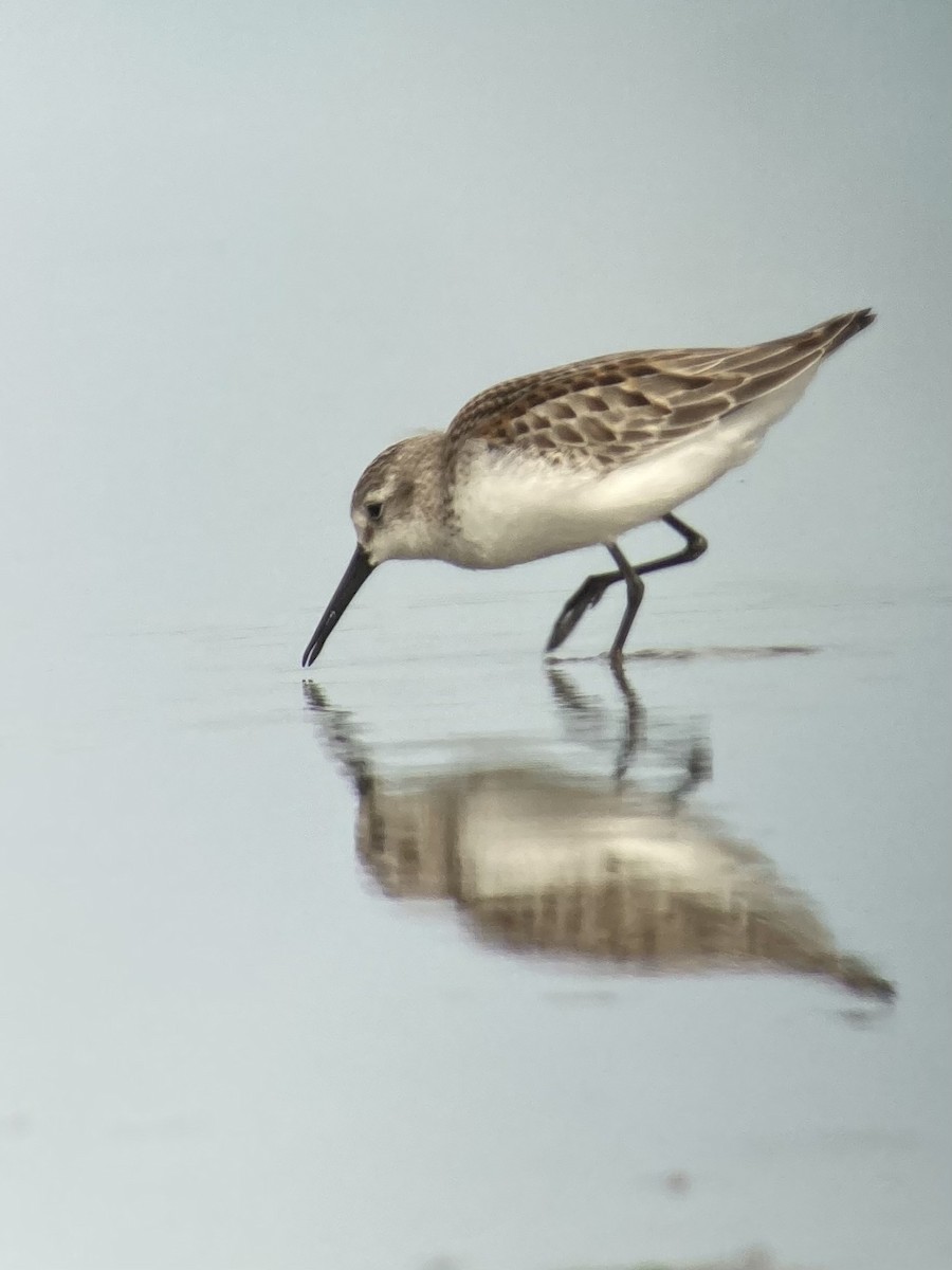 Western Sandpiper - ML483340721