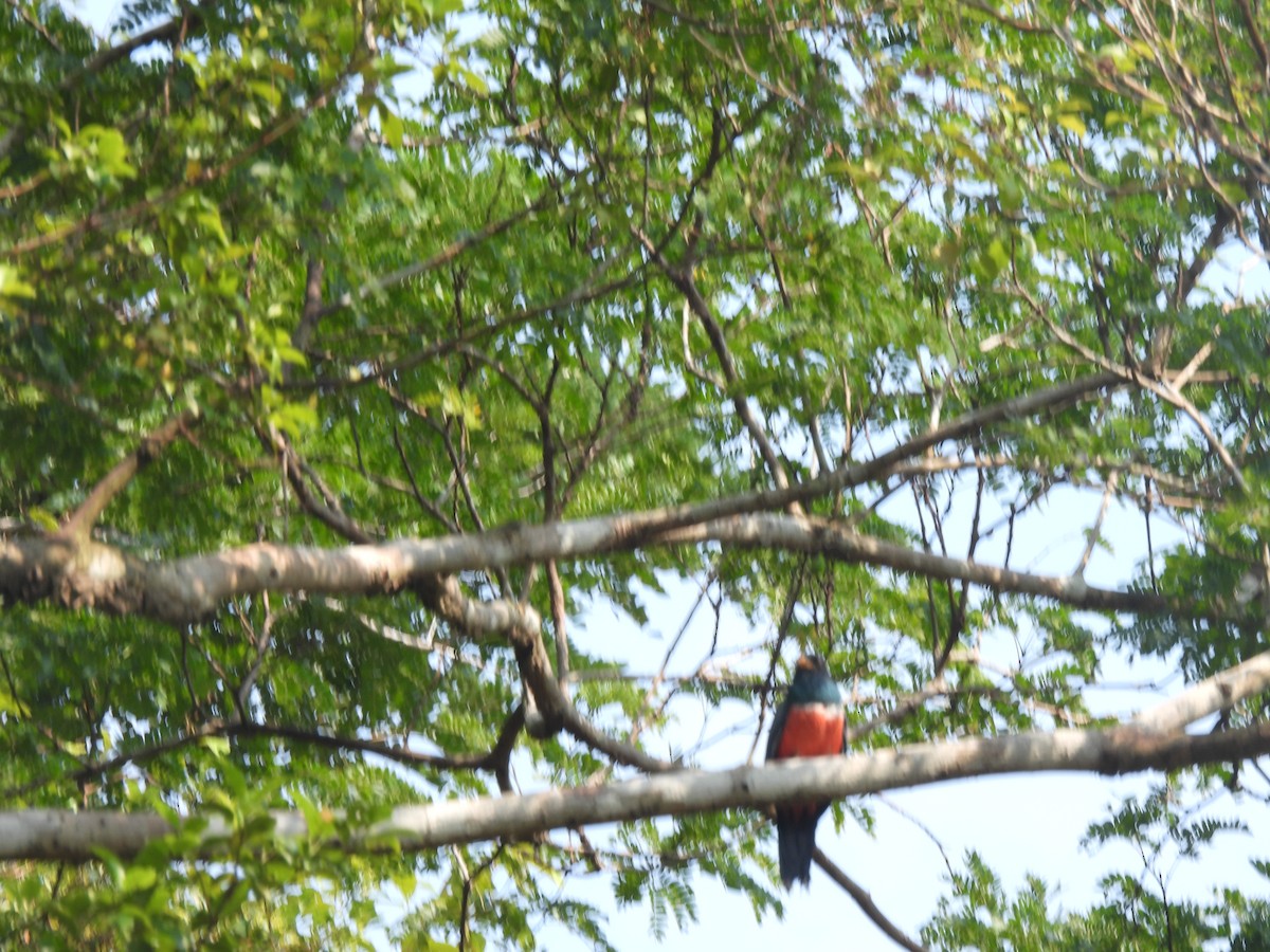 Trogon à queue noire - ML483341161