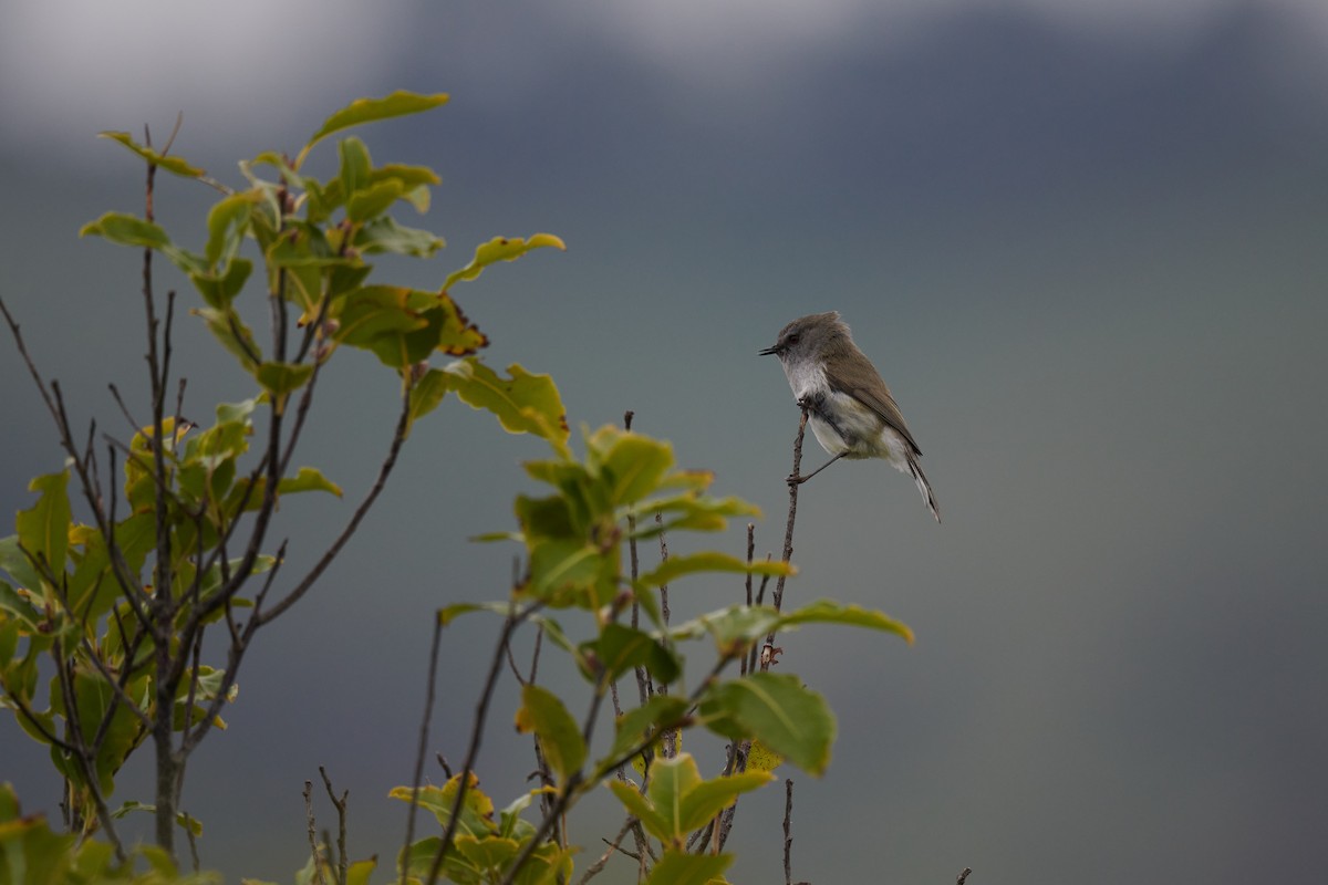 Gray Gerygone - ML483341261