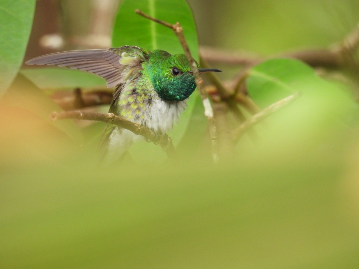 Mangrove Hummingbird - Robert Rimkoski