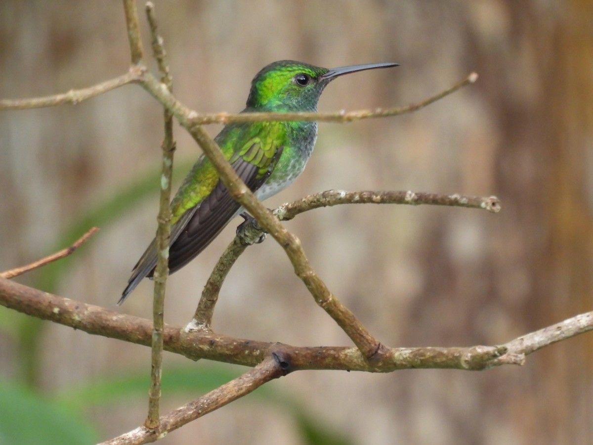 Mangrove Hummingbird - Robert Rimkoski