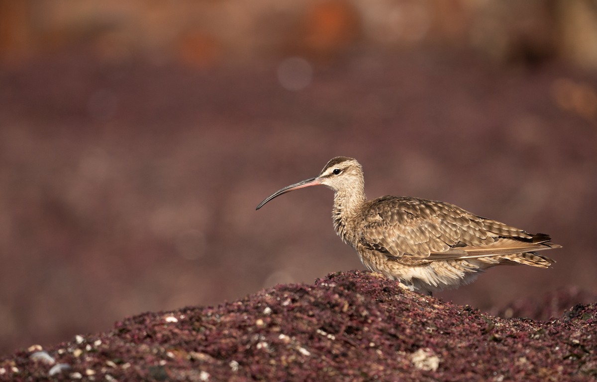 Regenbrachvogel - ML483343811