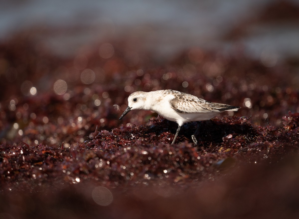 Sanderling - ML483343891