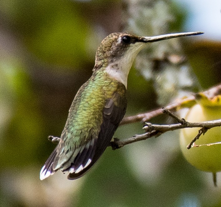 Ruby-throated Hummingbird - ML483344651