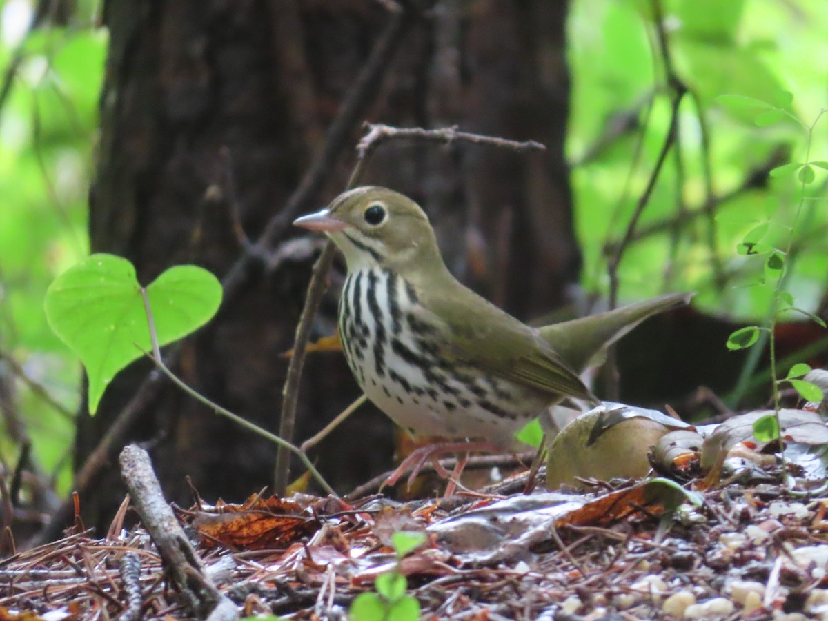 Ovenbird - ML483345711