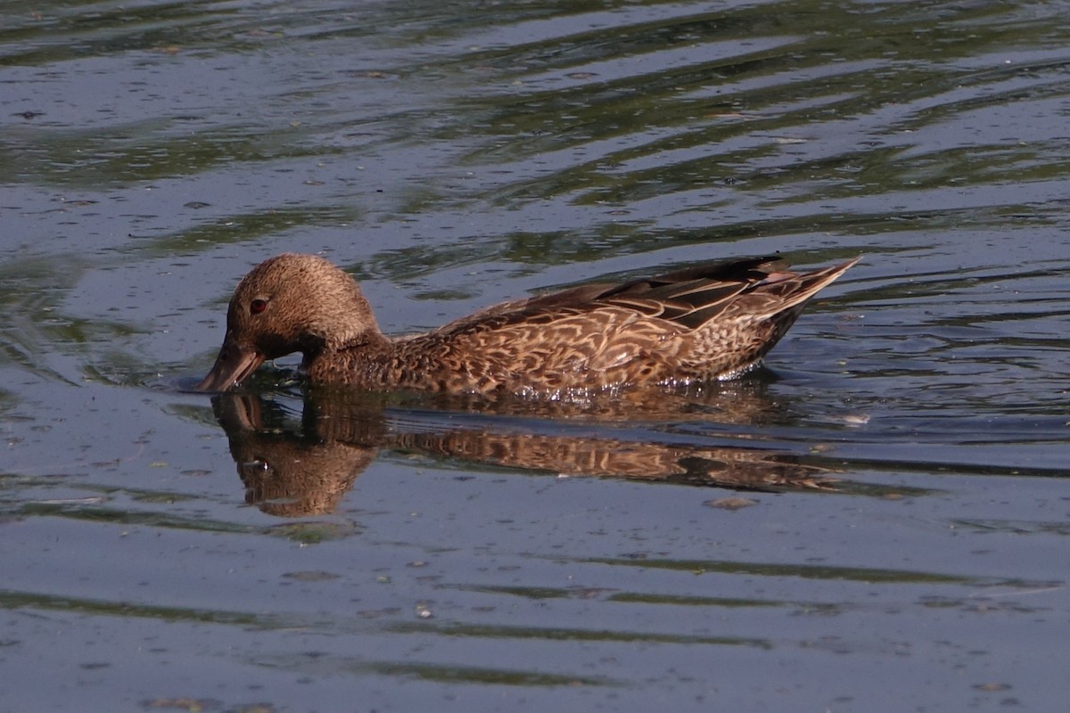 Cinnamon Teal - ML483346481