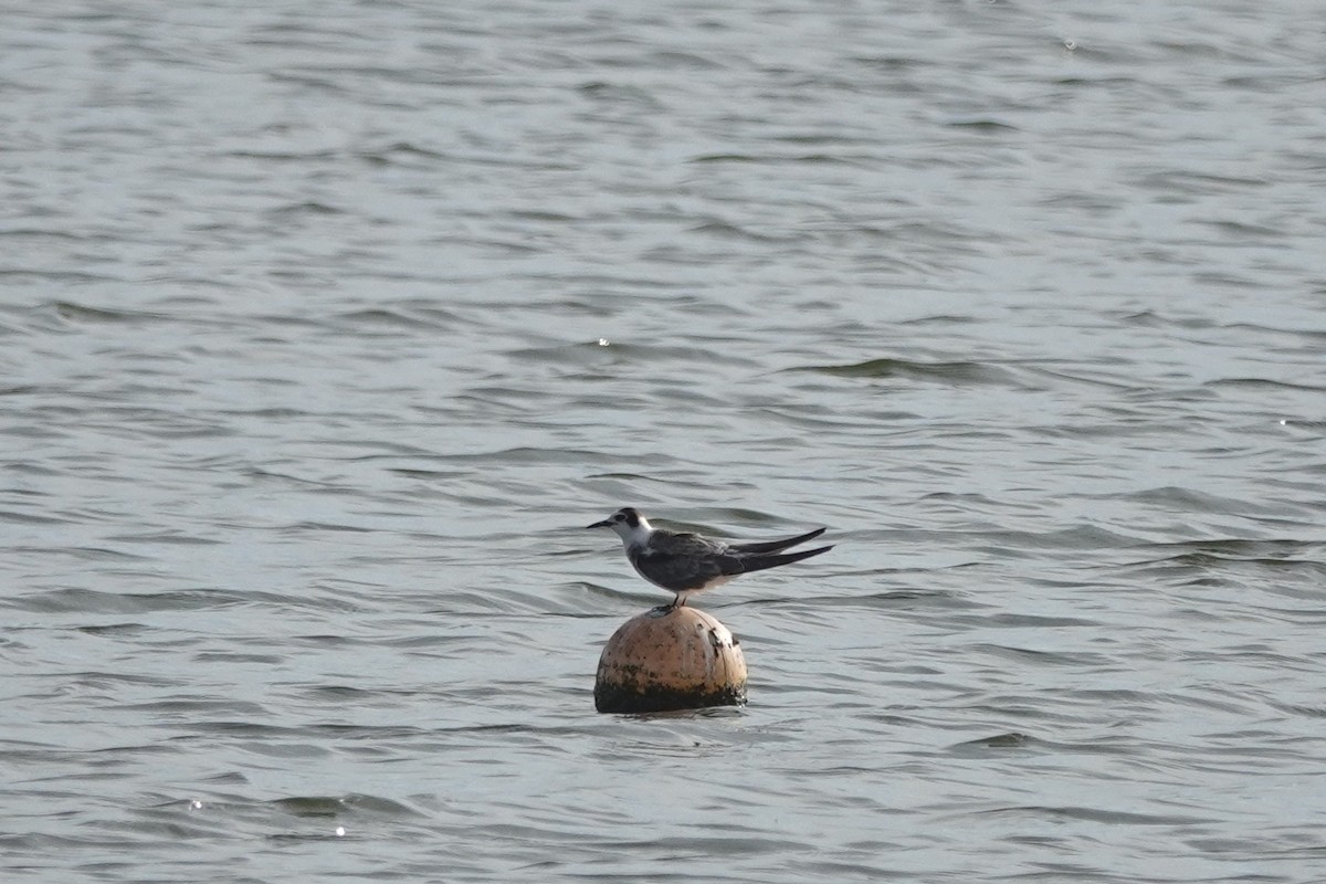 Black Tern - ML483346541