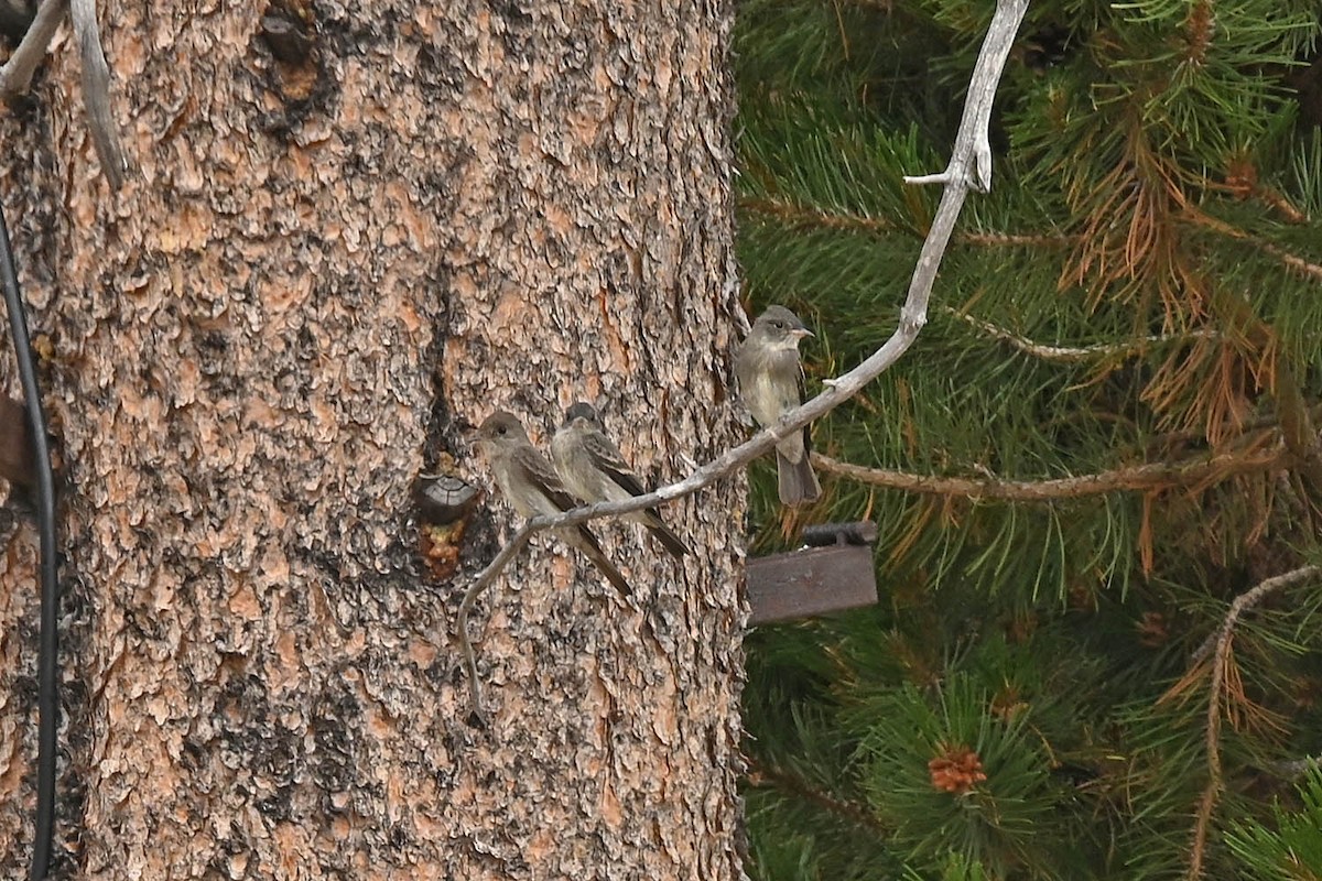 Western Wood-Pewee - ML483346691