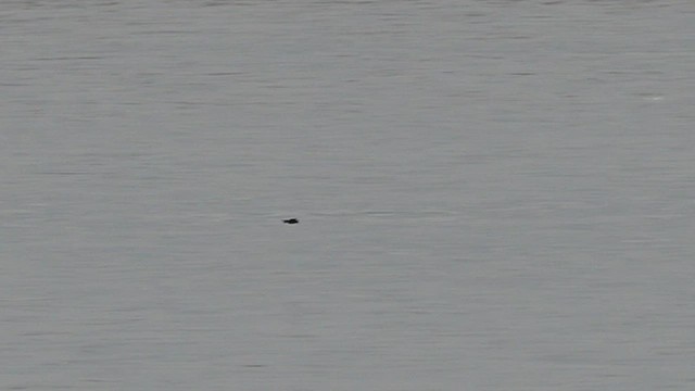 Least Storm-Petrel - ML483347541