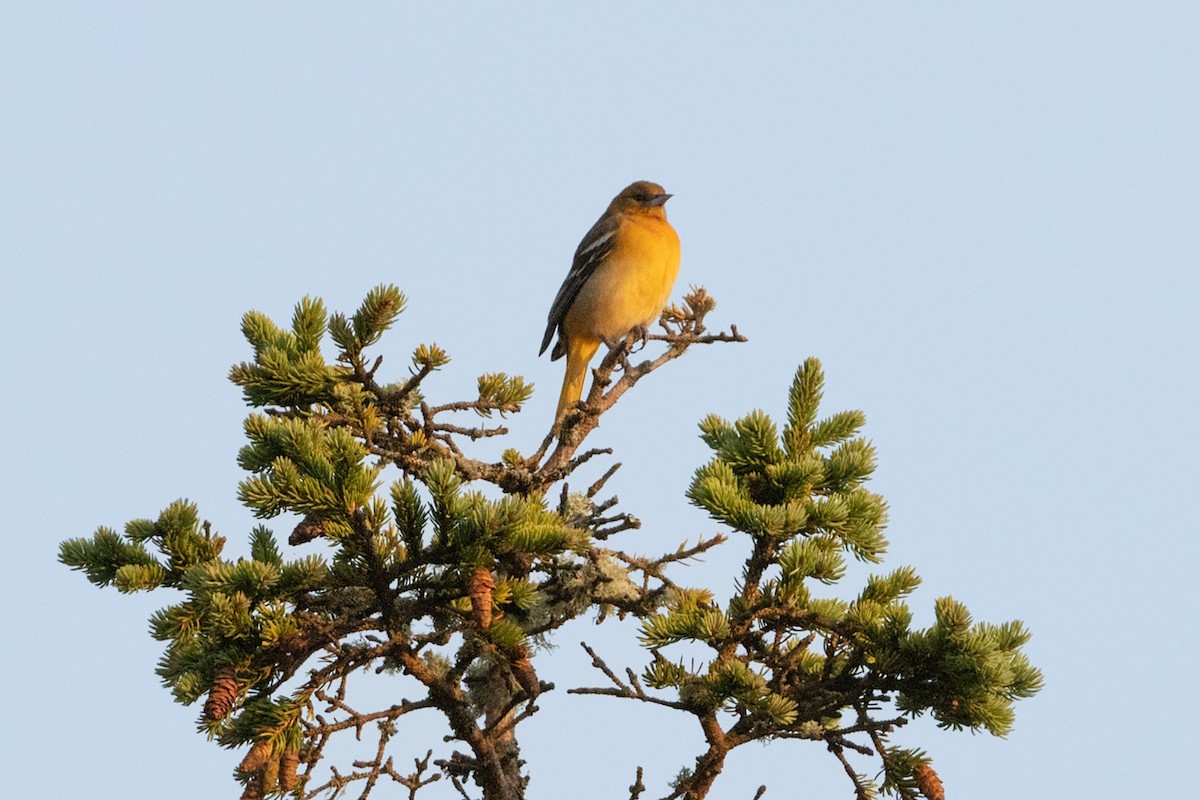 Baltimore Oriole - Richard Stern