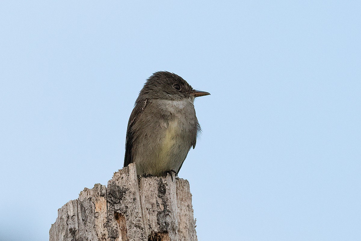 Eastern Phoebe - ML483348031