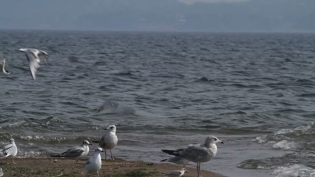 Common Tern - ML483349