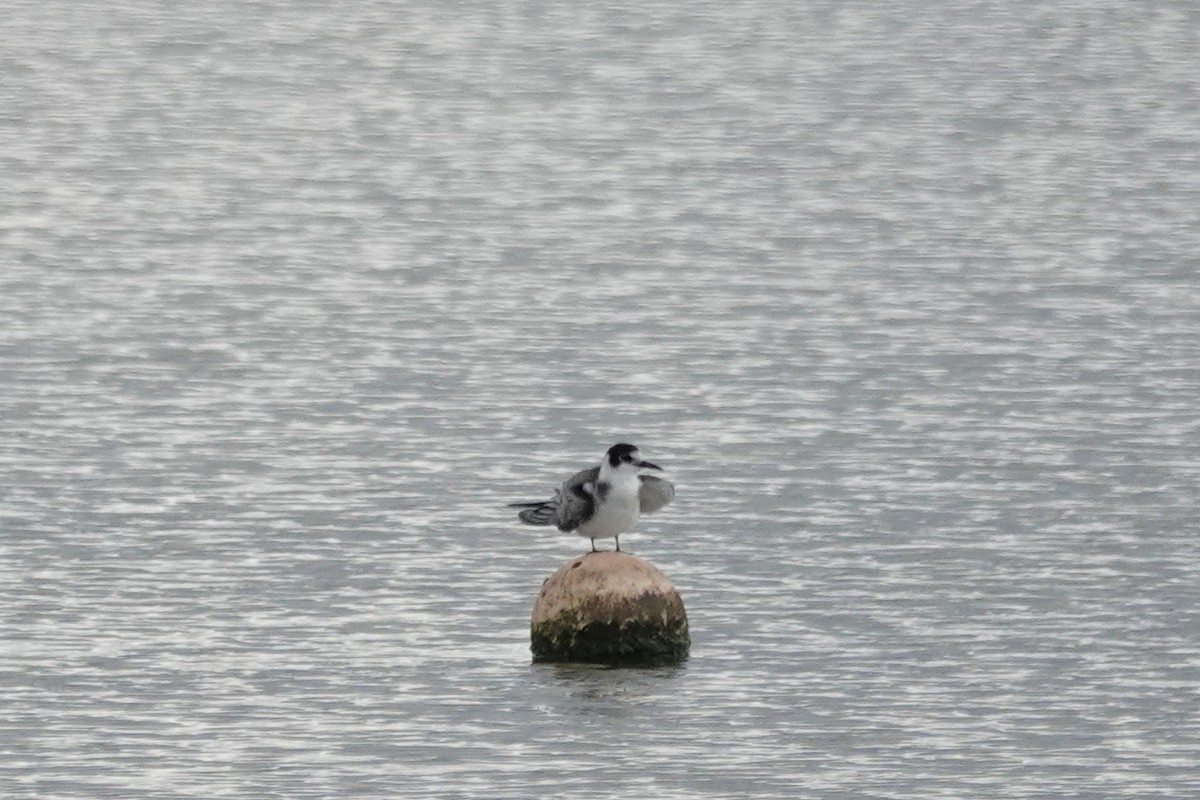 Black Tern - ML483350021