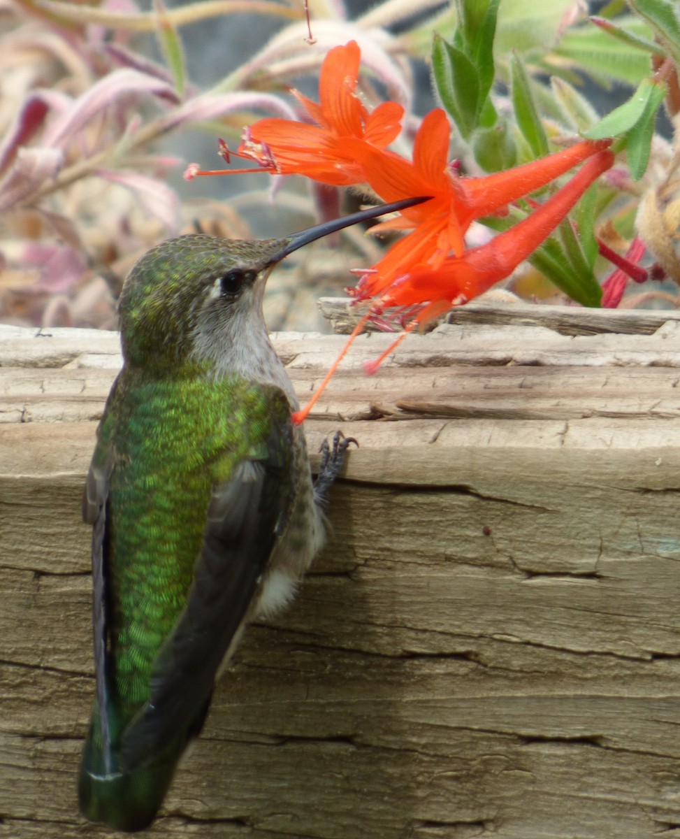 Anna's Hummingbird - ML483350411