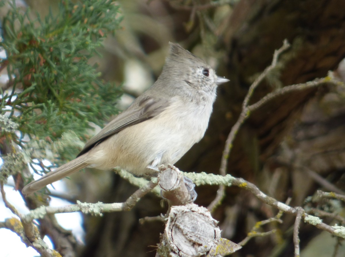 Oak Titmouse - Gordon Beebe