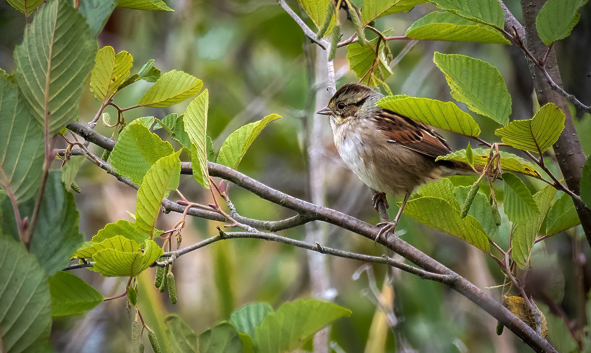 Swamp Sparrow - ML483351701