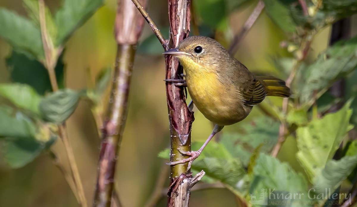 Common Yellowthroat - ML483351781