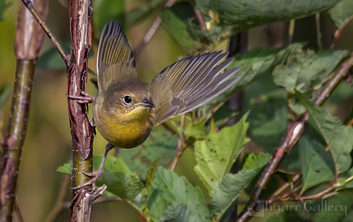 Common Yellowthroat - ML483351801