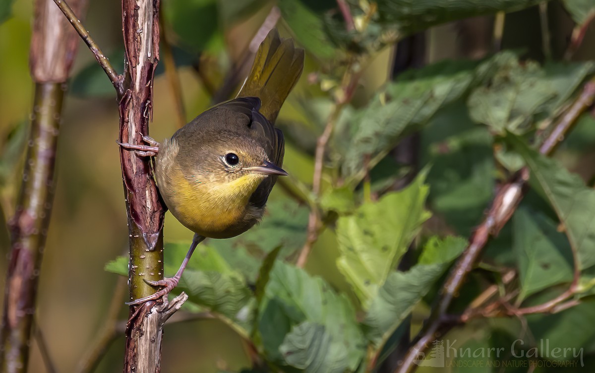 Common Yellowthroat - ML483351821