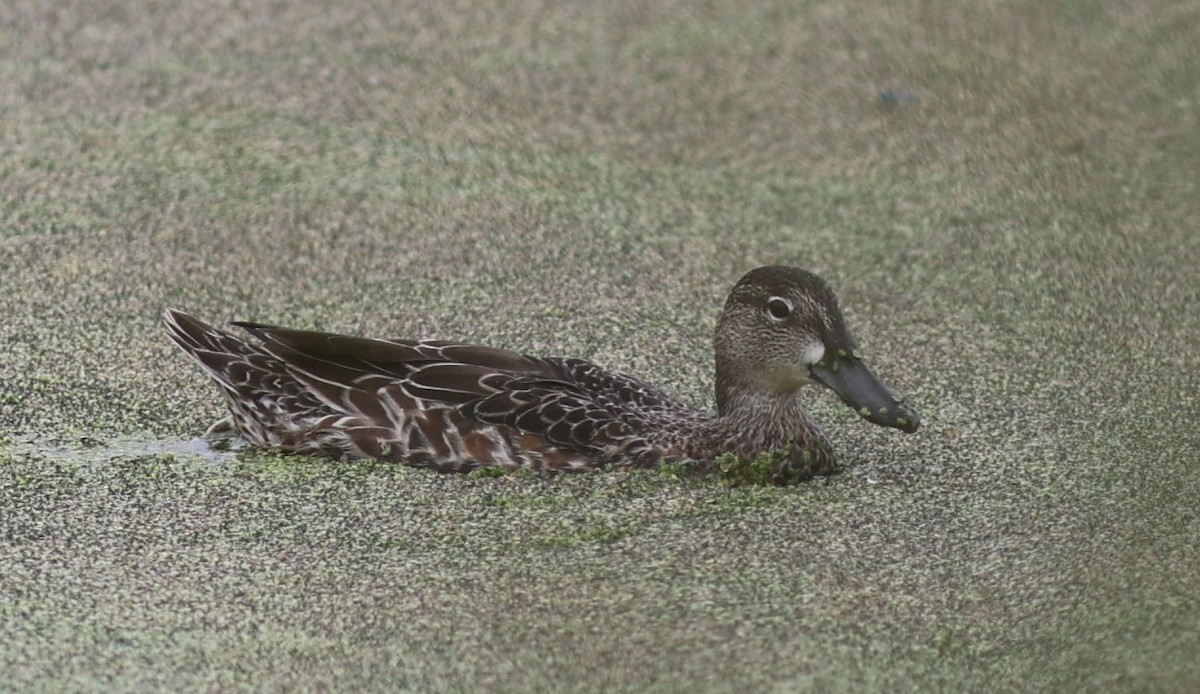 Blue-winged Teal - Will Wright