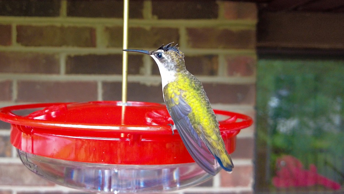 Ruby-throated Hummingbird - Paul Clifford