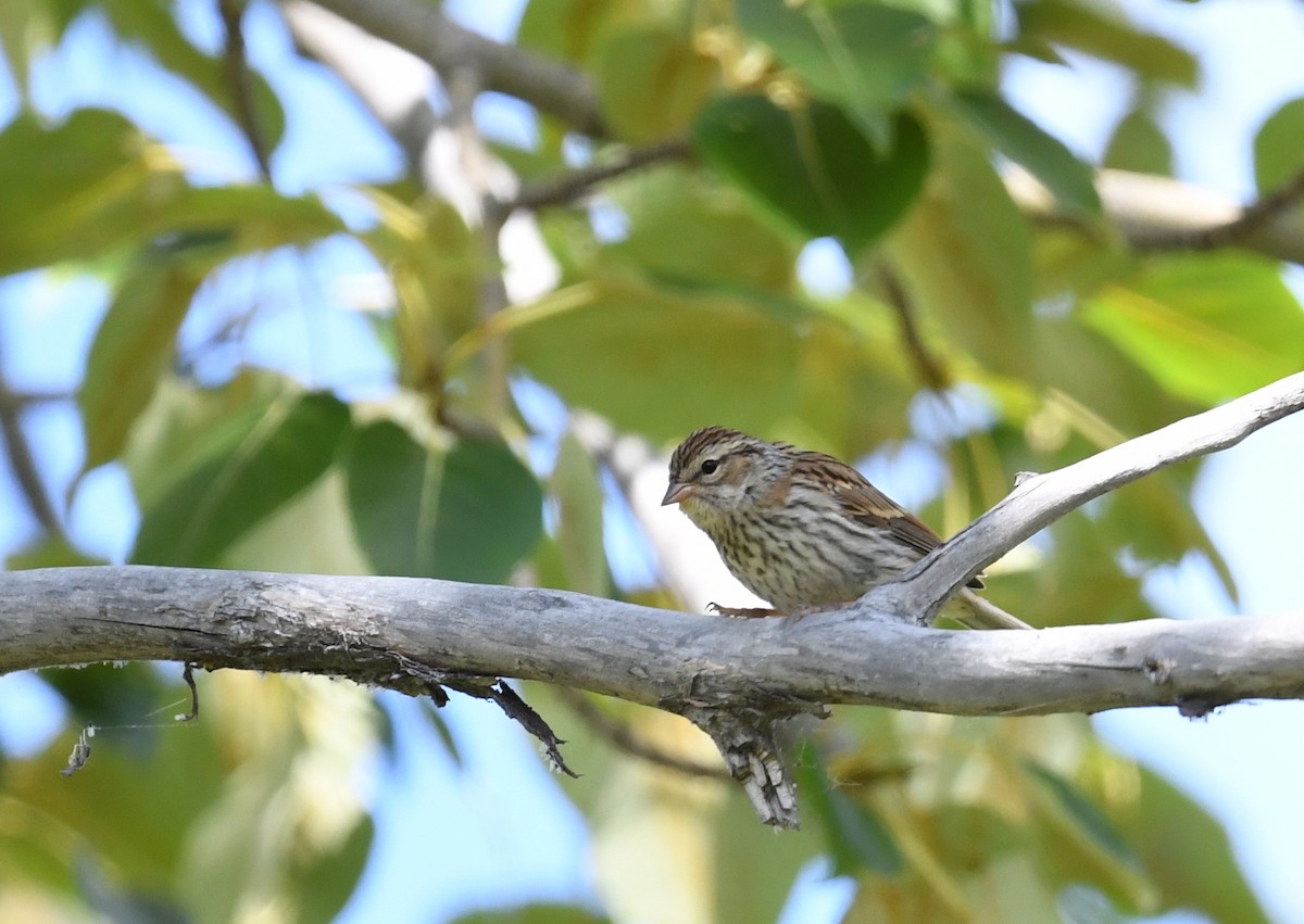 Chipping Sparrow - ML483353671