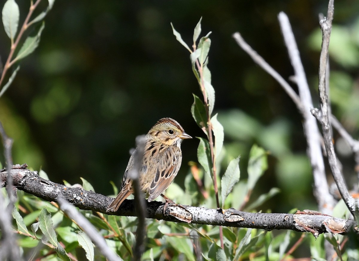 Lincoln's Sparrow - Jeanne Burnham