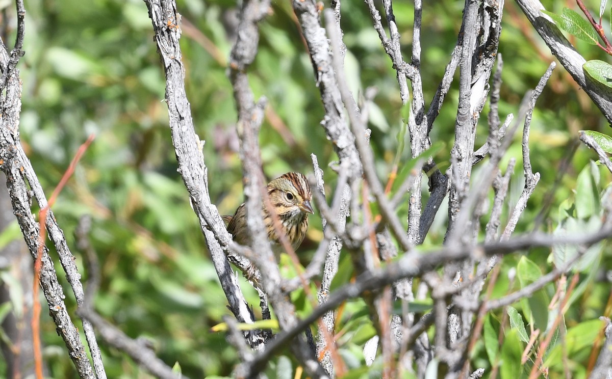 Lincoln's Sparrow - Jeanne Burnham