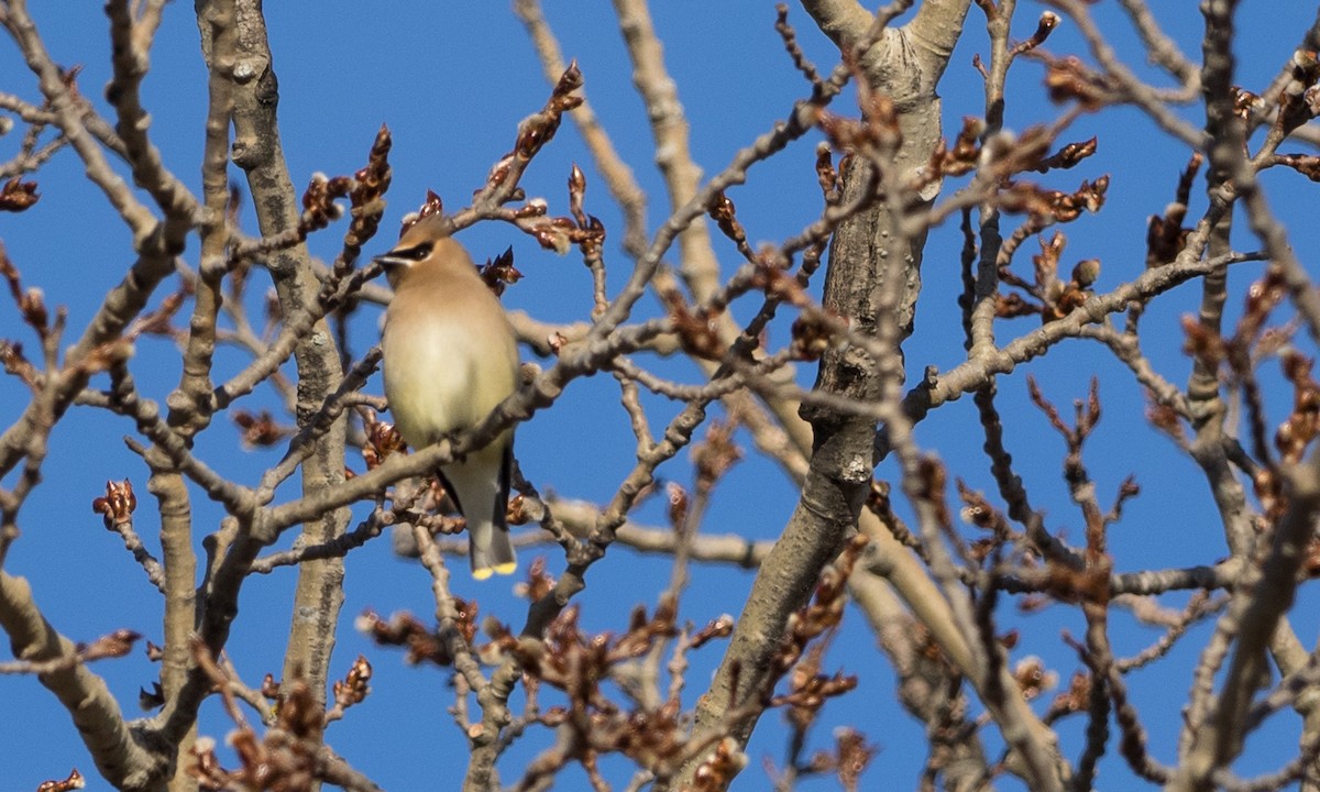 Cedar Waxwing - ML48335471