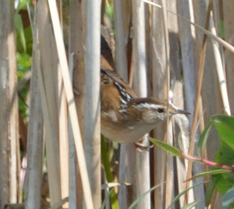 Marsh Wren - ML483355261