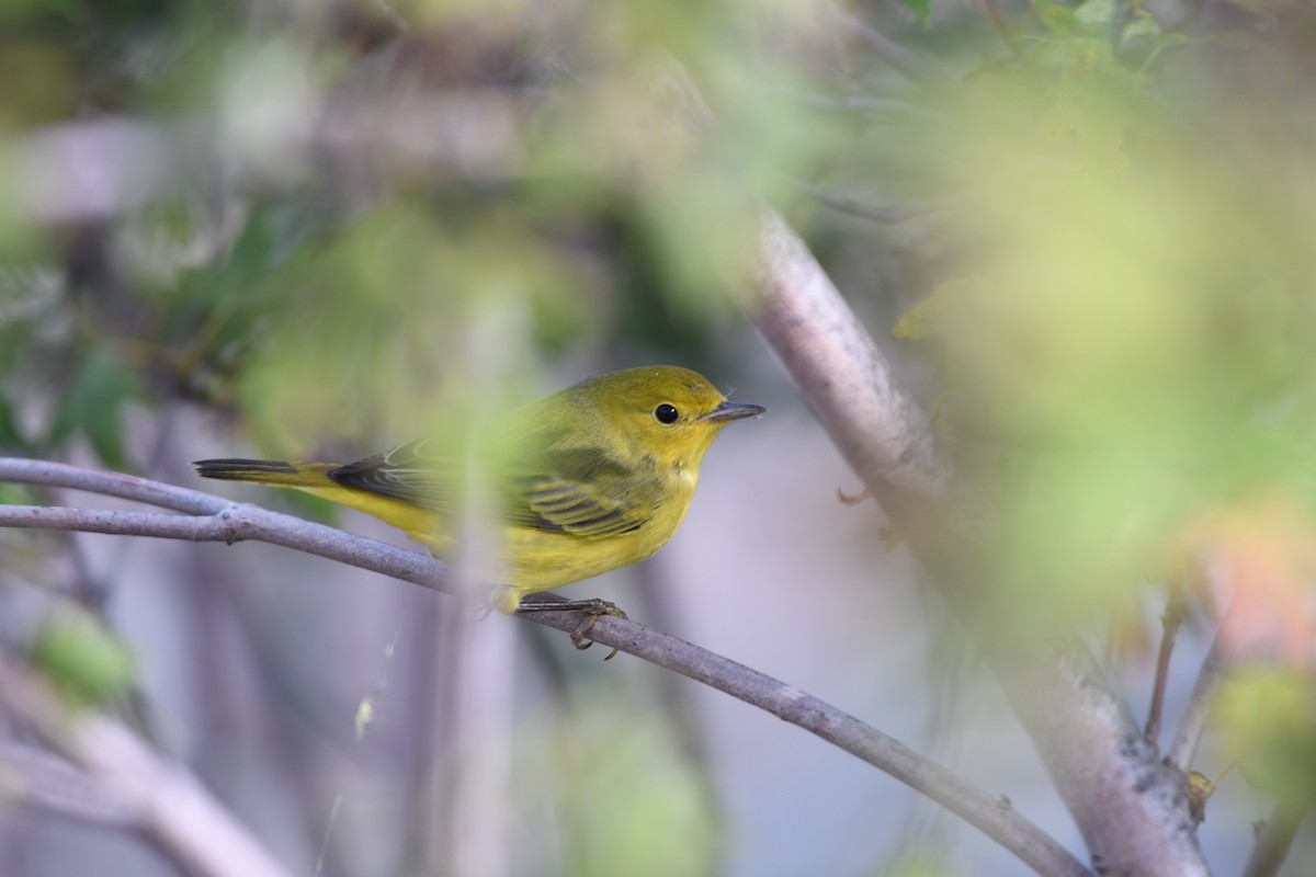 Yellow Warbler (Northern) - ML483355741