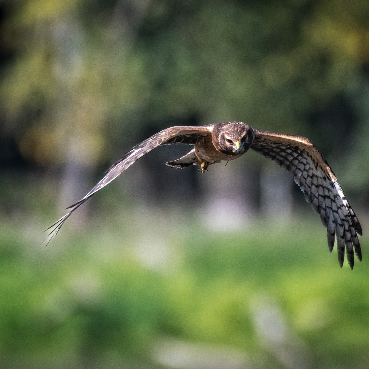 Northern Harrier - ML483356701