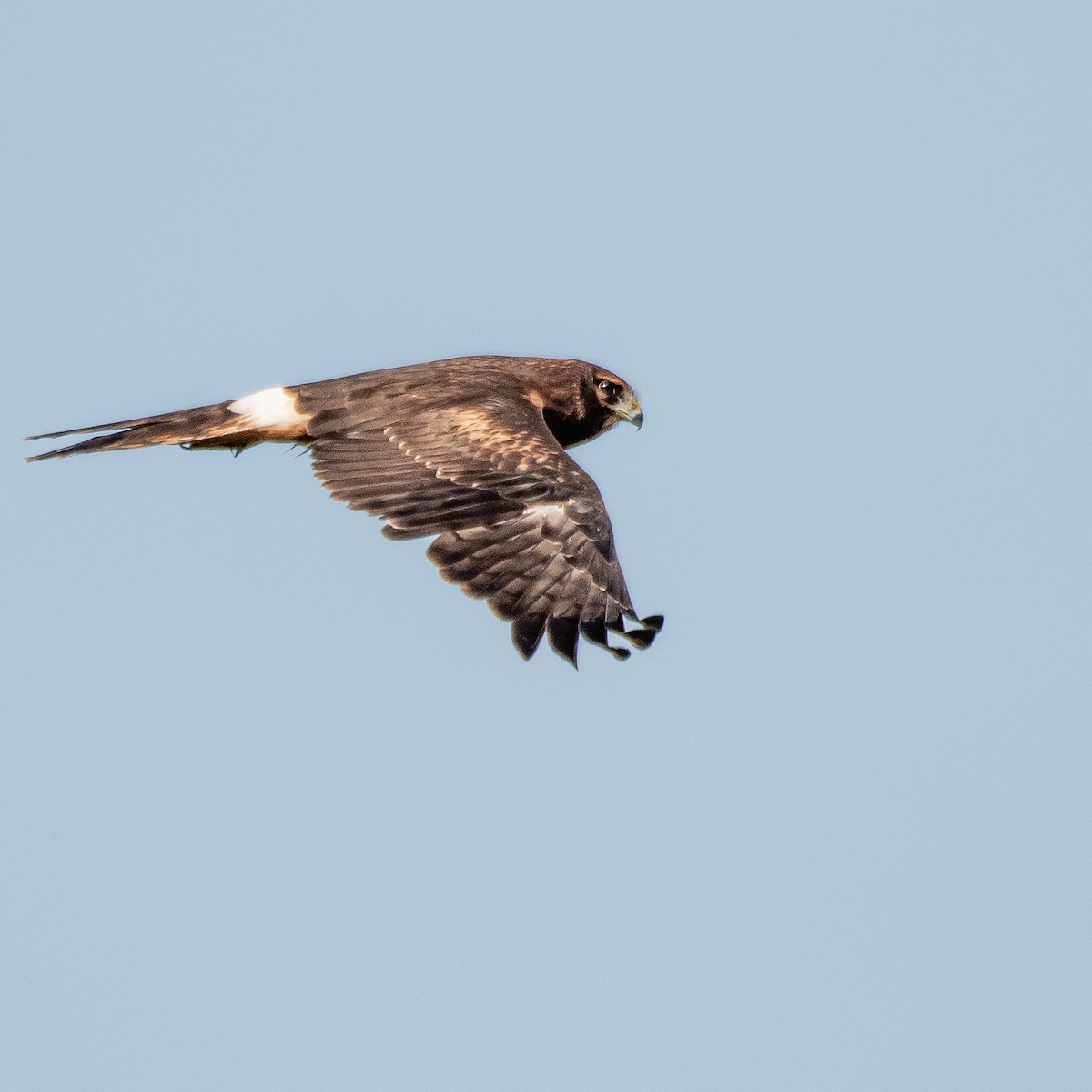 Aguilucho de Hudson - ML483356711