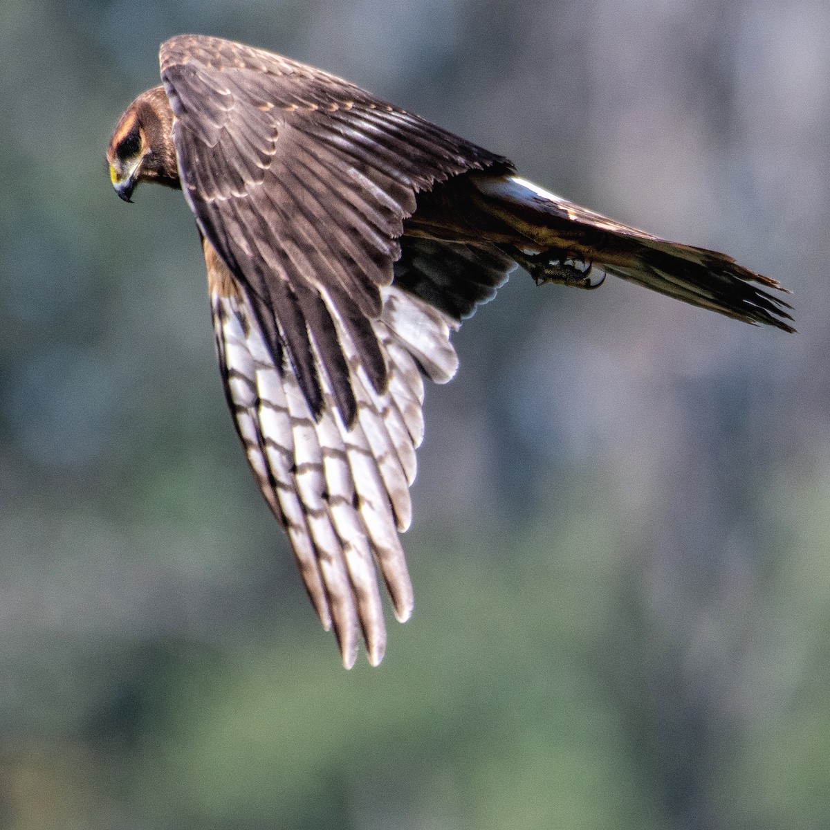 Northern Harrier - ML483356721