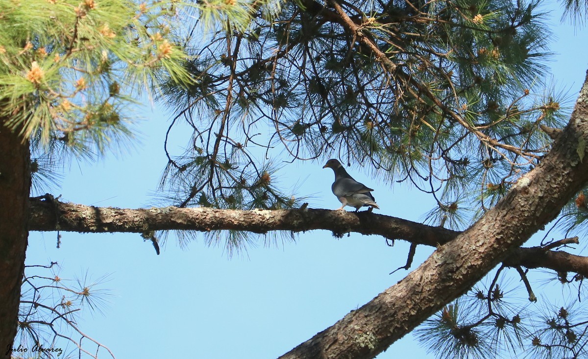 Band-tailed Pigeon - ML483357101