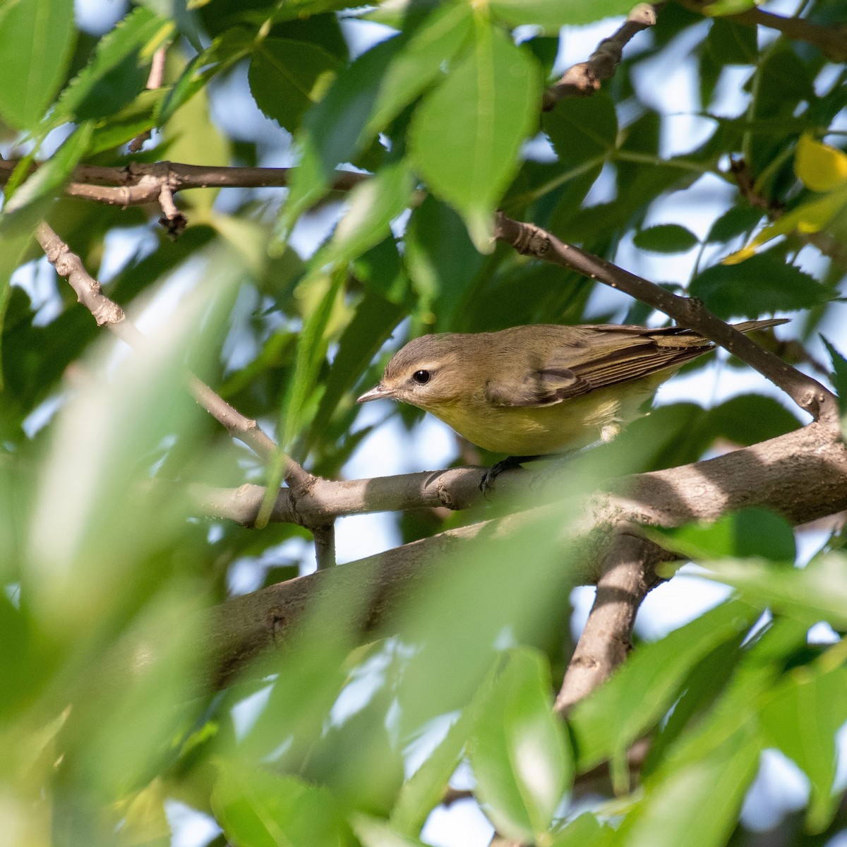 Vireo de Filadelfia - ML483357191