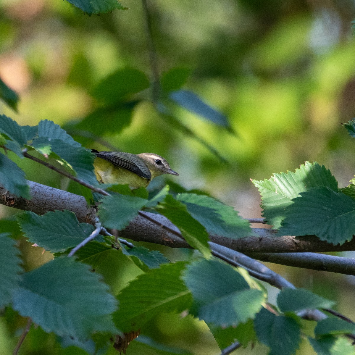 Philadelphia Vireo - ML483357211