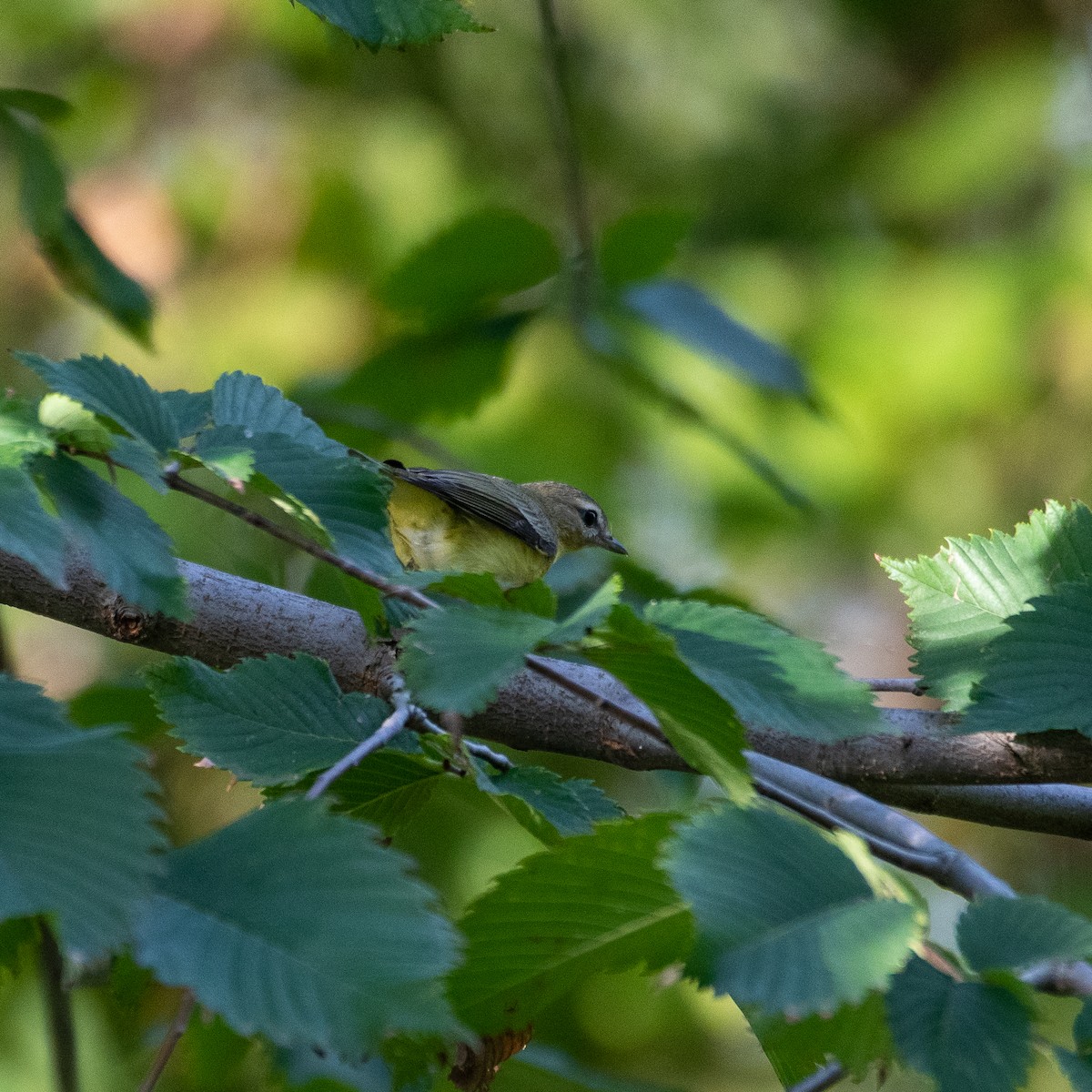 Philadelphia Vireo - ML483357221