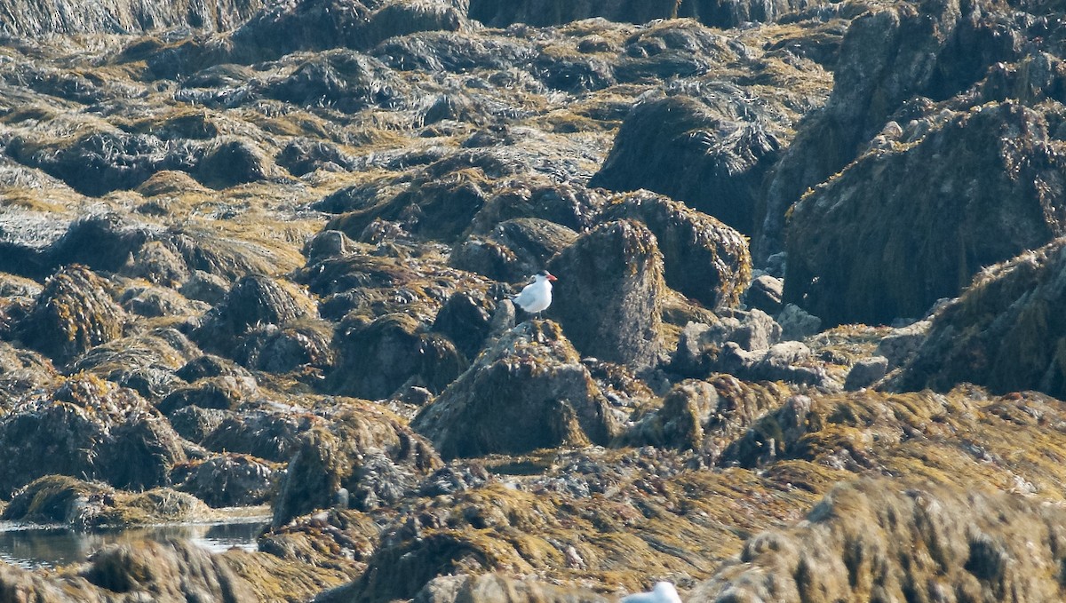 Caspian Tern - ML483357461