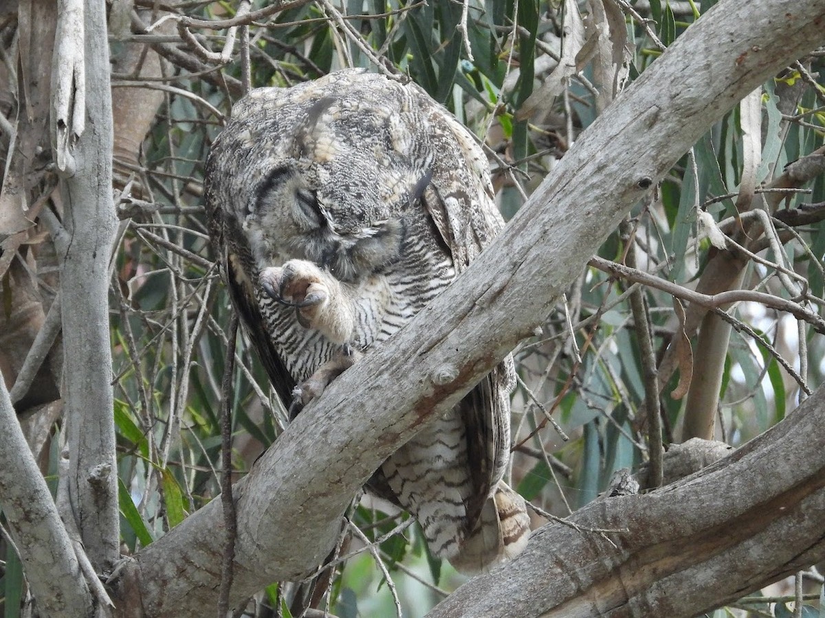 Great Horned Owl - Long-eared Owl