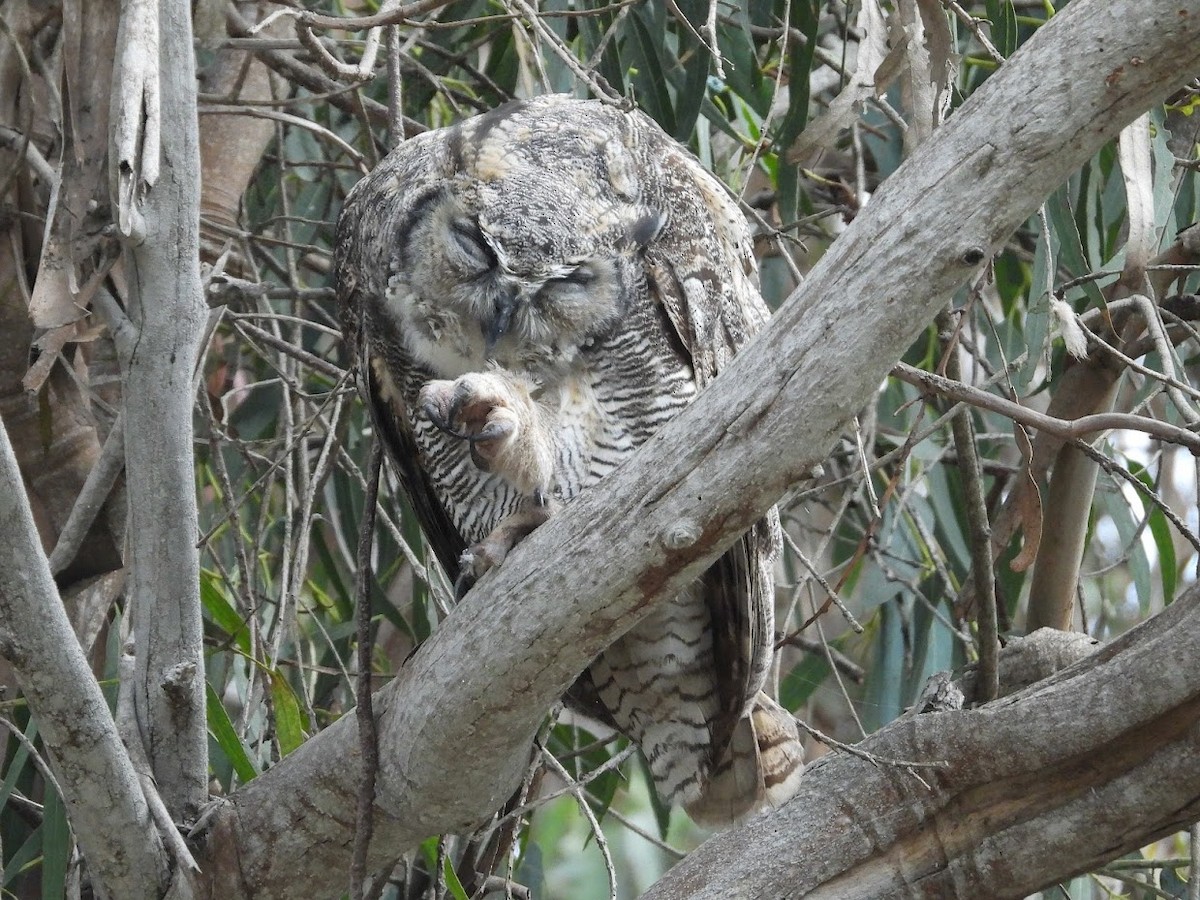 Great Horned Owl - ML483359871