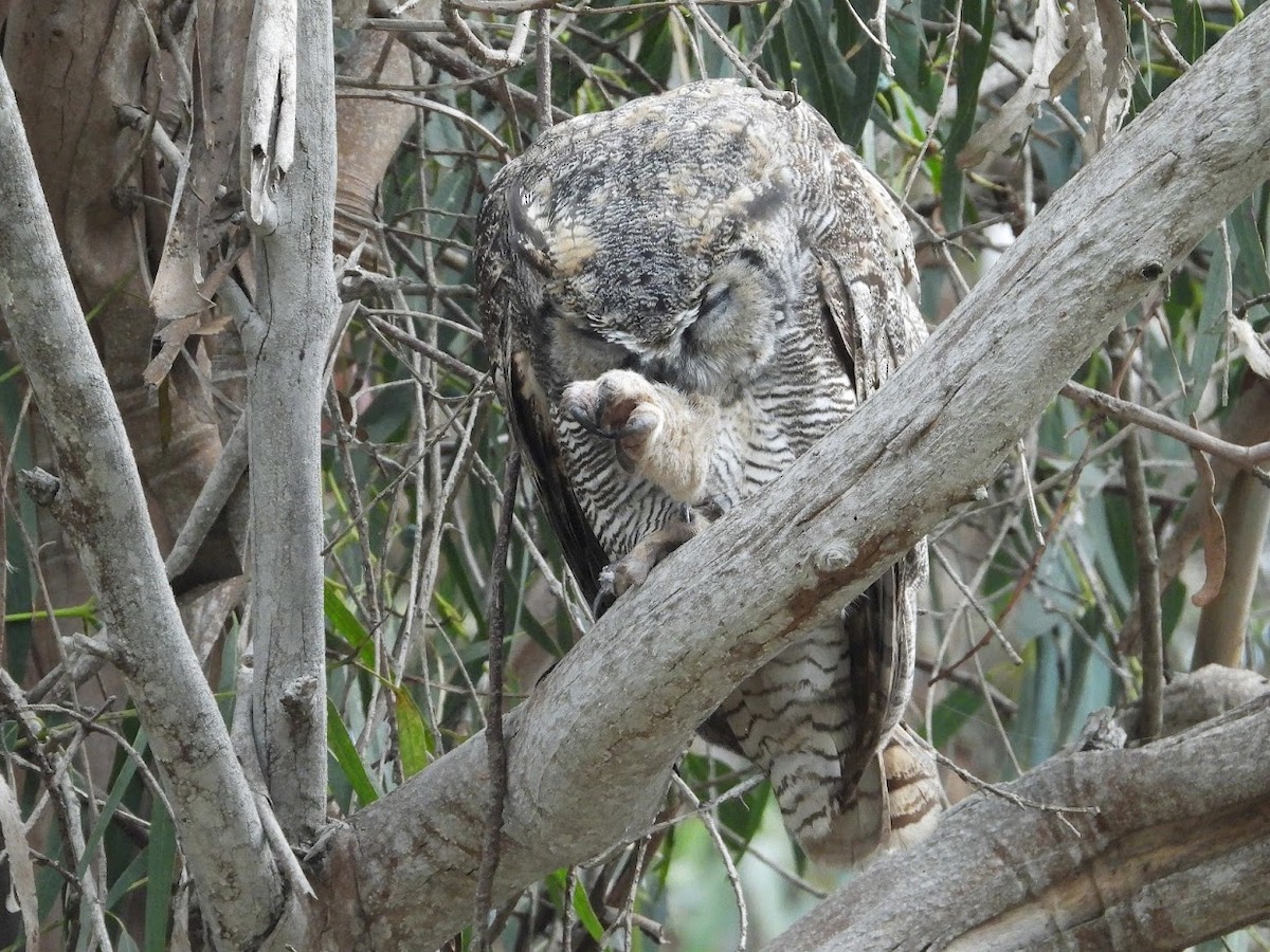 Great Horned Owl - Long-eared Owl