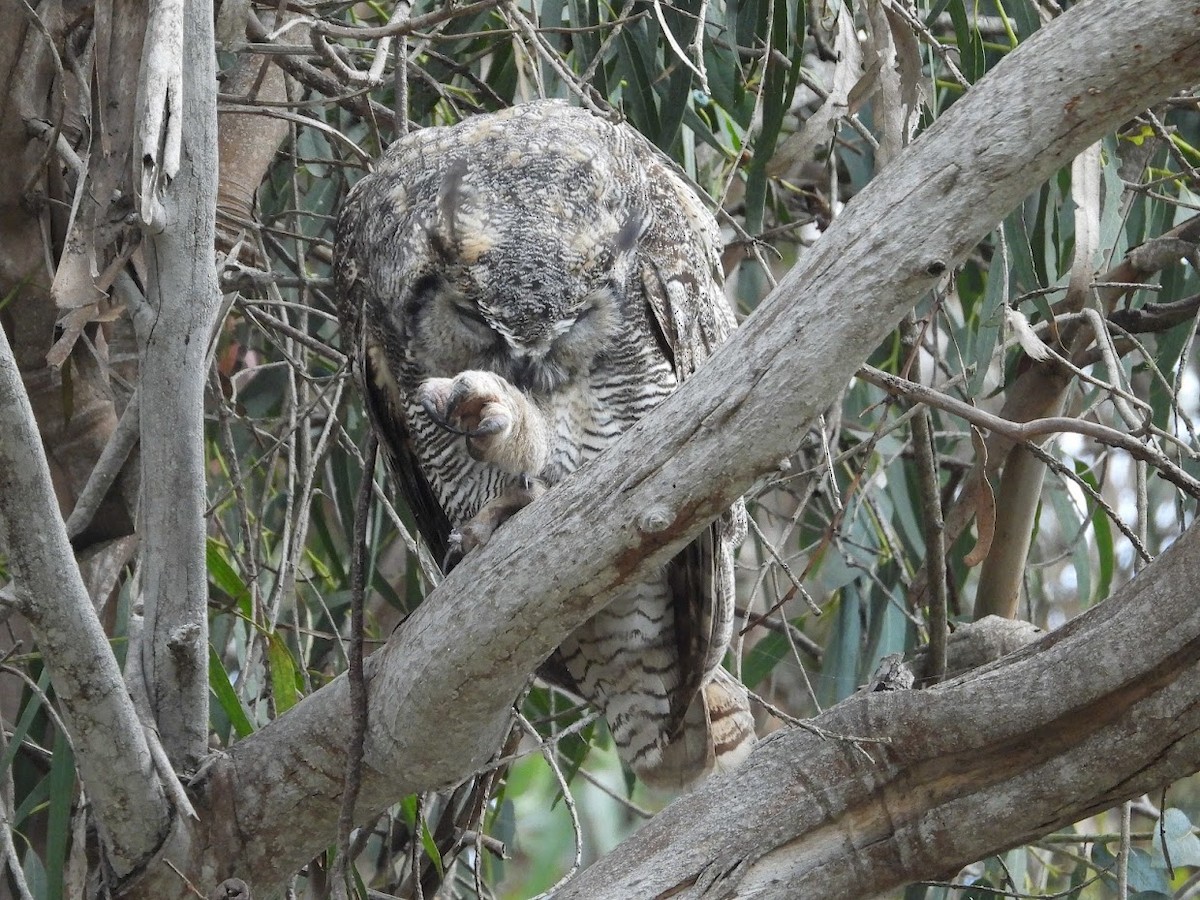 Great Horned Owl - ML483359941